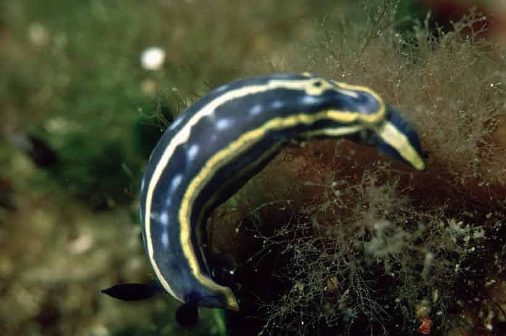 35 Hypselodoris messinensis.jpg